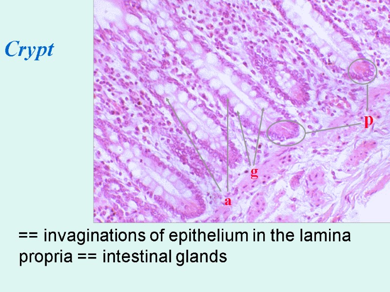 == invaginations of epithelium in the lamina propria == intestinal glands p g a